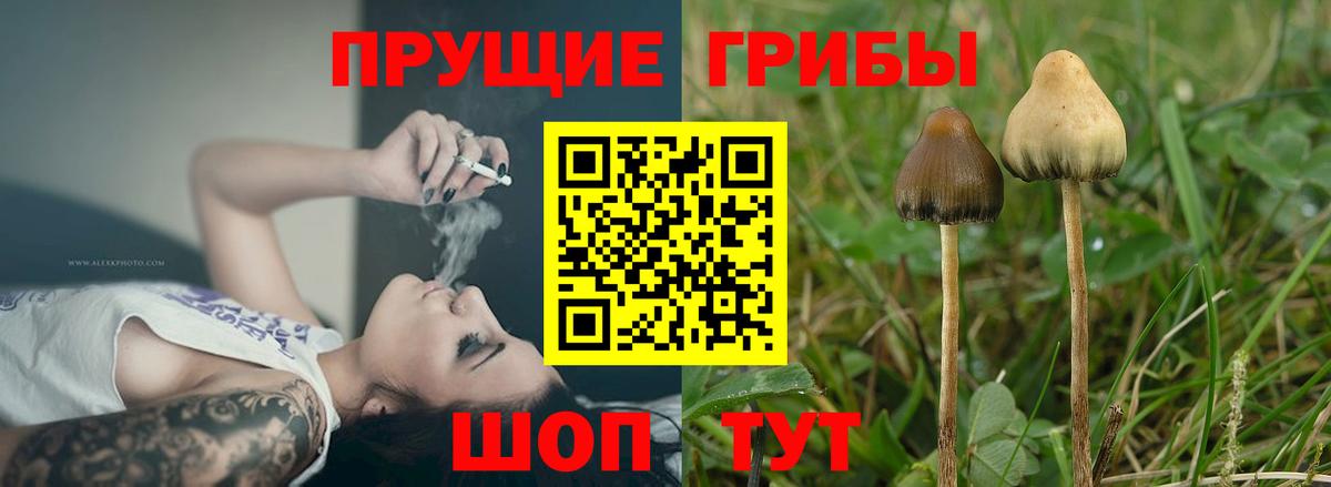 Псилоцибиновые грибы Psilocybine cubensis Осинники